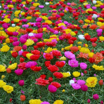 Mixed Portulaca Rose Flower Plant Seeds for Planting - Non-GMO Heirloom Garden Seeds for planting in home garden
