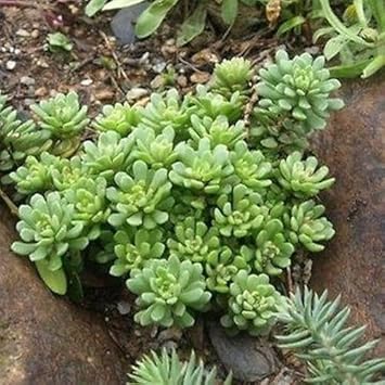 Green Cliff Stonecrop Seeds – Heirloom, Non-GMO Succulent Plant Seeds for Easy Garden Planting