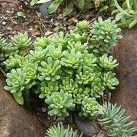 Green Cliff Stonecrop Seeds – Heirloom, Non-GMO Succulent Plant Seeds for Easy Garden Planting
