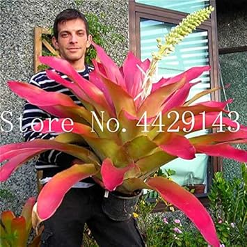 Bromeliad Tillandsia Bulbosa Pink Seeds for Planting NON GMO Seeds