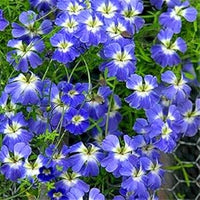 Blue Nasturtium Flower Seeds â€“ Heirloom, Non-GMO Flower Seeds for Planting
