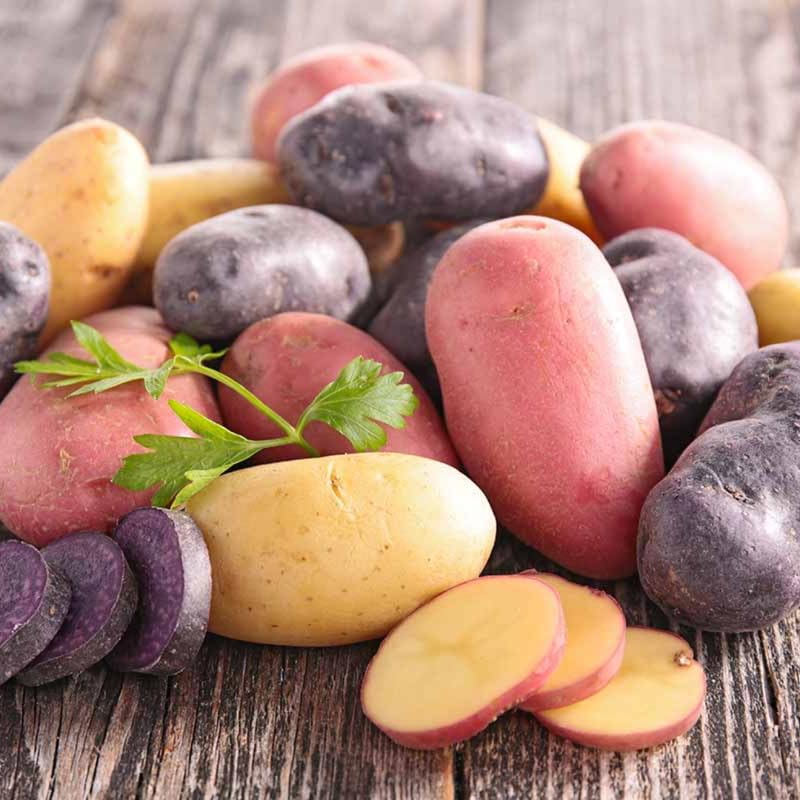 Mixed Sweet Potato Seeds for Planting - Assorted Varieties - heirloom & Non GMO Seeds