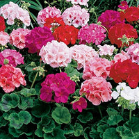 Mixed-Leaf Geranium Heirloom Non-GMO Planting Seeds