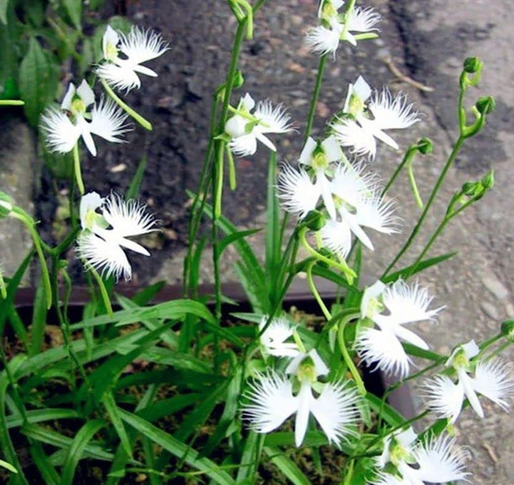 Heirloom Non-GMO Egret Flower Seeds for Planting – Unique Orchid-Like Blooms for Gardens