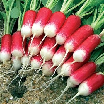 Red White Radish Raphanus sativus for planting in vegetable patch