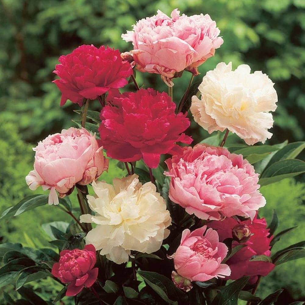 Mature peony plants with mixed varieties