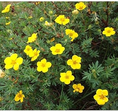 Yellow Cinquefoil Flower Seeds for Planting – Organic, Heirloom, Non-GMO