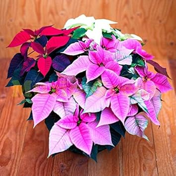 Heirloom Non-GMO Mixed Poinsettia Flower Seeds for Planting – Colorful Festive Blooming Seeds