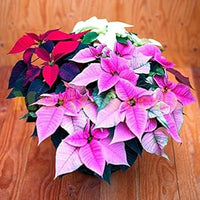 Heirloom Non-GMO Mixed Poinsettia Flower Seeds for Planting – Colorful Festive Blooming Seeds for planting in your garden.