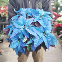 Heirloom Non-GMO Sky Blue Poinsettia Flower Seeds for Planting – Rare Colorful Blooming Flower Seeds