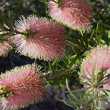 Pink Champagne Callistemon Flower Seeds for Planting NON GMO Seeds for planting in home garden