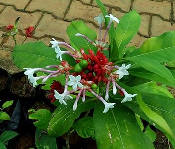 Heirloom Non-GMO Rauvolfia Flower Seeds for Planting – Medicinal Shrub Blooms for Tropical Gardens