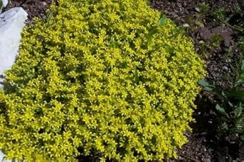 Yellow Stonecrop Flower Seeds for Planting, 100 pcs seeds for planting in home garden