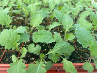 Swede plants growing in fertile soil with healthy green foliage.
