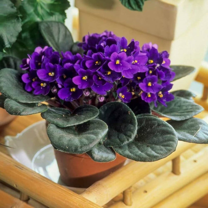 Heirloom Non-GMO African Violet Flower Seeds for Planting – Indoor Blooming Variety