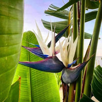 Heirloom Non-GMO White Strelitzia Reginae Houseplant Seeds for Planting ƒ?? Exotic Bird of Paradise Seeds