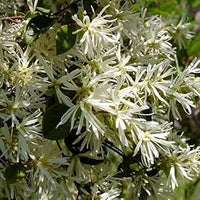 White Loropetalum Flower Seeds for Planting - 100 pcs seeds for planting in home garden
