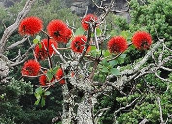 Red Greyia Sutherlandii Flower Seeds for Planting, 100 pcs
