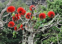 Red Greyia Sutherlandii Flower Seeds for Planting, 100 pcs