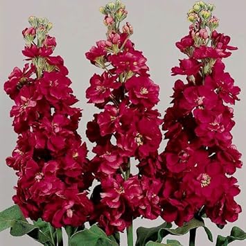Maroon Matthiola Incana Flower Seeds for Planting, 100 pcs