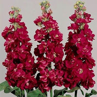 Maroon Matthiola Incana Flower Seeds for Planting, 100 pcs