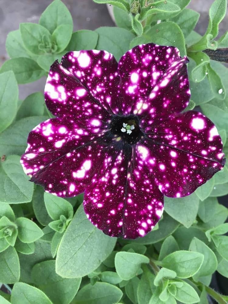 White & Maroon Petunia Flower Seeds for Planting - Heirloom, NON-GMO Seeds for Beautiful Garden Blooms