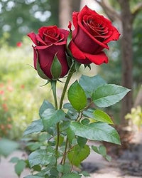 Classic rose plant with vibrant blossoms growing in an ornamental landscape.
