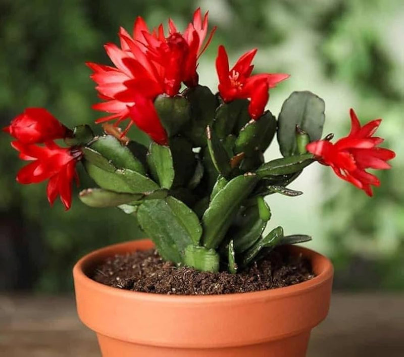 Schlumbergera Flower Seeds for Planting 100 pcs