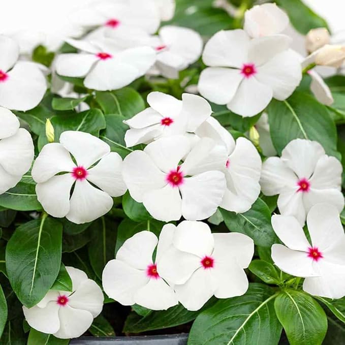 Heirloom Non-GMO Periwinkle Vinca Flower Seeds for Planting – Hardy Ground Cover Garden Blooms