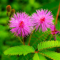 Heirloom Non-GMO Mimosa Pudica Flower Seeds for Planting – Sensitive Plant with Touch Response