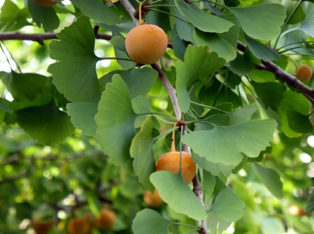 Honeydew Melon Seeds - Grow Sweet and Refreshing Fruits for Summertime Treats 100 Pcs pcs