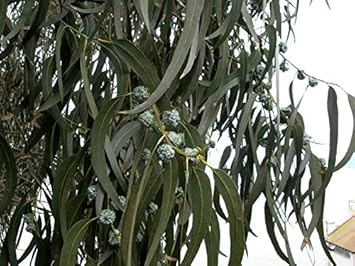 Eucalyptus Globulus Seeds Scientific Name Placeholder for planting in home garden