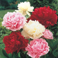 Peony Bulbs | Perennial Ornamental Flowers for Garden Planting