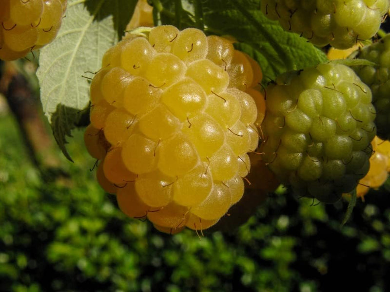 Blackberry fruit seeds