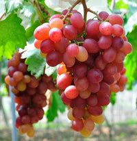 Red Globe Grape Fruit Seeds