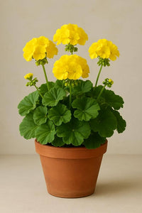 Thick Yellow Geranium Flower Seeds for Planting - Heirloom & Non-GMO Seeds for Home Garden