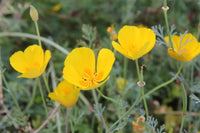 Eschscholzia Flower Seeds for Planting - 100 pcs seeds for planting in home garden