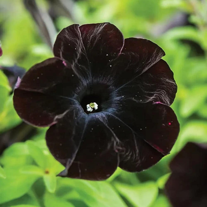 Black Cat Petunia Seeds for Planting - Heirloom, NON-GMO Flower Seeds - Perfect for Garden Blooms