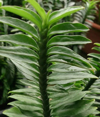 Green Pedilanthus Planting Seeds for Garden NON GMO Seeds for planting in home garden