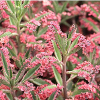 Brown Kalanchoe Bonsai Flower Seeds for Planting - 100 pcs seeds for planting in home garden