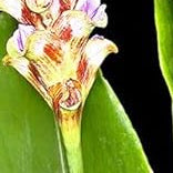 Red Curcuma Aeruginosa Plant Seeds for Planting -NON GMO Seeds