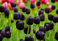 Black Tulip Flower Seeds for Planting - Heirloom & Non-GMO Seeds for Beautiful Home Garden