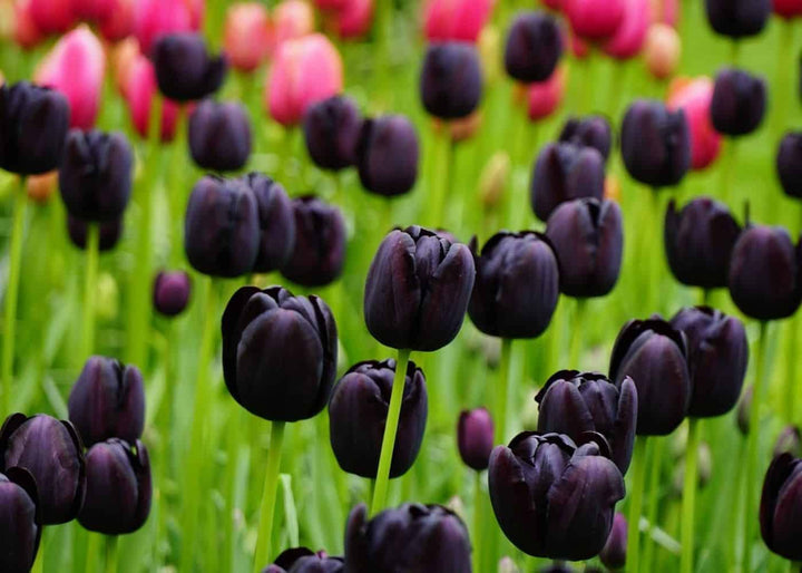 Black Tulip Flower Seeds for Planting â€“ Heirloom, Non-GMO, Unique Dark Blooms