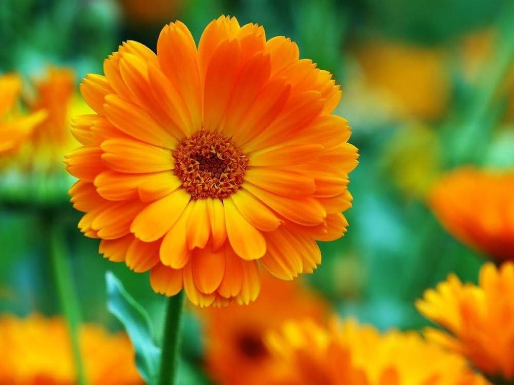 Calendula Marigold Flower Seeds, Heirloom, Non-GMO Bright Blooms for Home Gardens