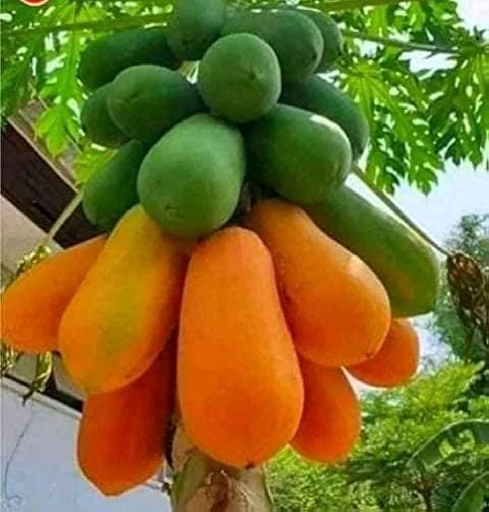 Thai Dwarf Papaya plant growing in a sunny home garden.
