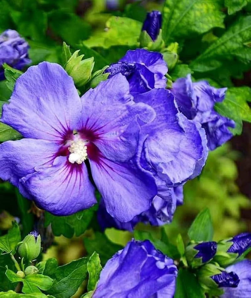 Hibiscus Syriacus Flower Seeds – Heirloom, Non-GMO Flower Seeds for Planting