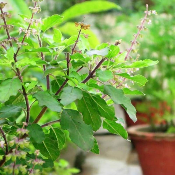 Basil Scented Flower Seeds for Planting, Unique Variety - Heirloom seeds