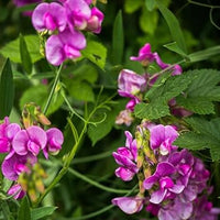 Sweet Peas Flower Seeds for Planting 100 pcs -Hierloom Flower Seeds - Peas for planting in home garden