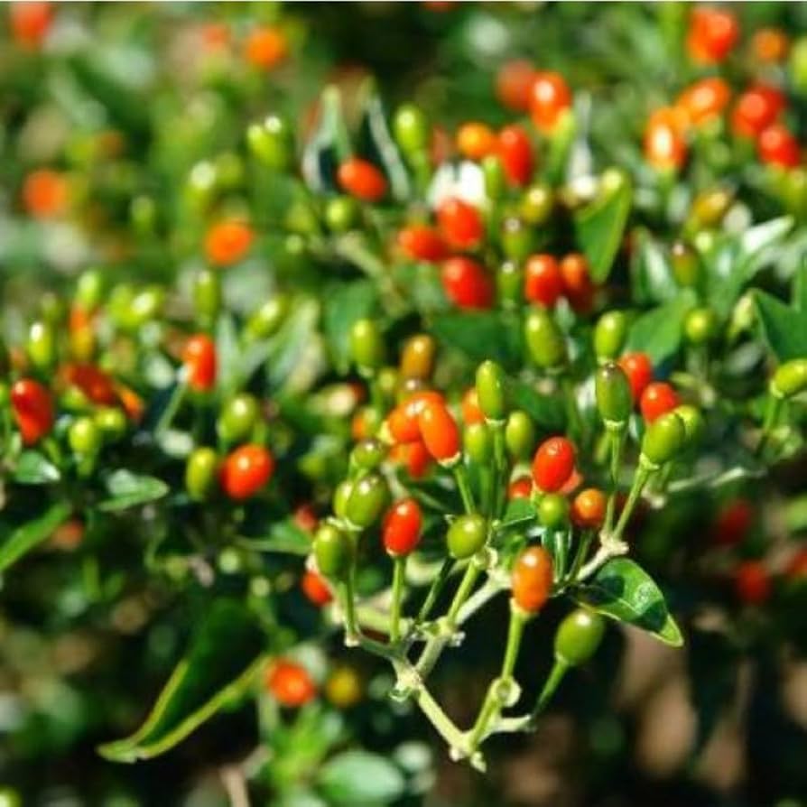 Texas Chiltepin Pepper Seeds for Planting heirloom & Non-GMO Seeds