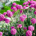 Armeria Maritima Flower Seeds for Planting - 100 pcs for planting in home garden